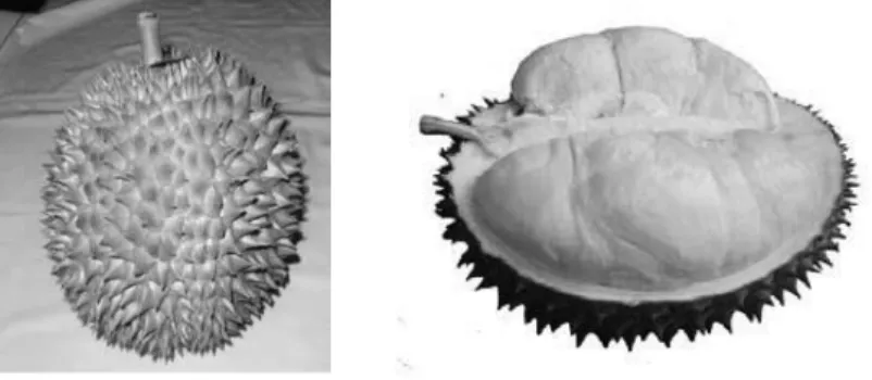 Gambar 1. Durian Matahari, salah satu varietas unggul dari spesies D. zibethinus Murr.