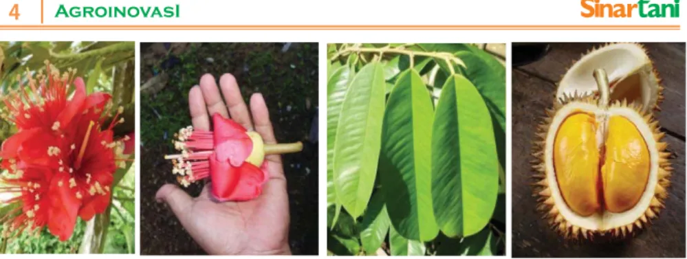 Gambar 2. Keragaan bunga, daun, dan buah Lai (D. Kutejensis Becc.)