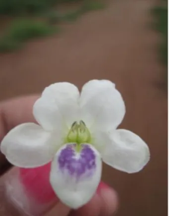 Gambar 5.  Bunga Asystasia intrusa ( foto koleksi pribadi). 