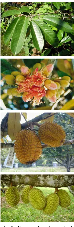 Gambar 3.   Keragaan daun, bunga, dan buah  Mantoala atau Mandong (D. exelcus  (Korth) Bakh.)