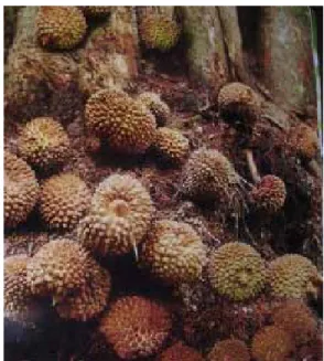 Gambar 6.   Keragaan buah Lahong (D. dulcis). 