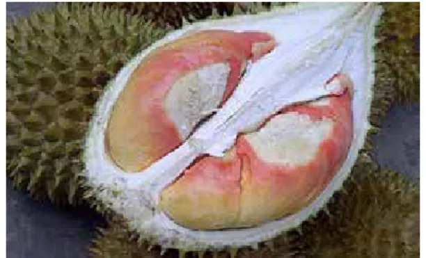 Gambar 8.   Durian pelangi, diduga hasil persi-   langan alami D. zibethinus vs D.  gra-veolens.