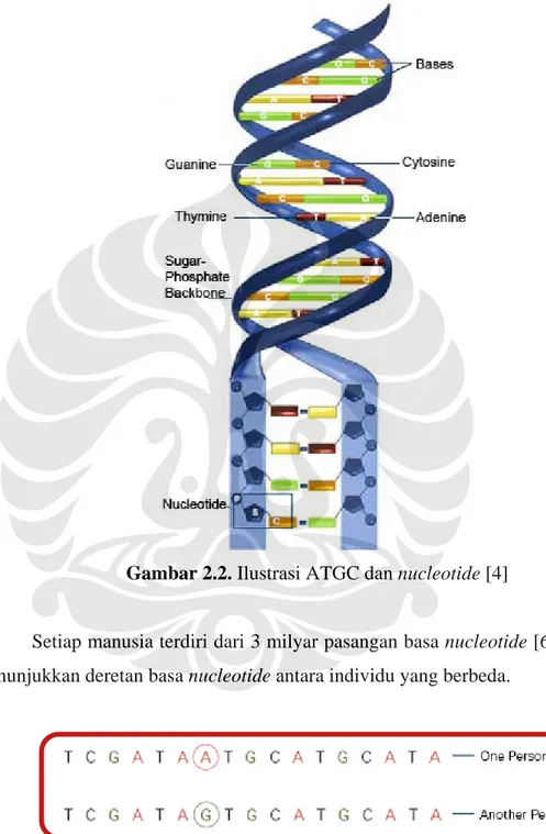 Gambar 2.2. Ilustrasi ATGC dan nucleotide [4] 