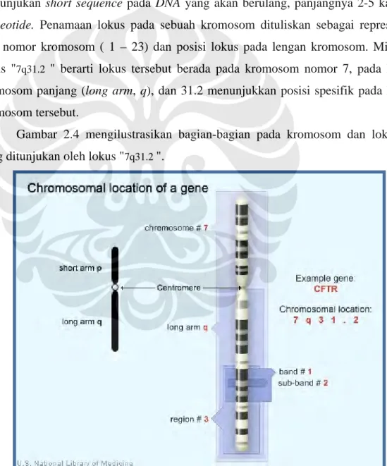 Gambar 2.4. Ilustrasi lokasi kromosom yang ditunjukan  lokus 7q31.2 [7] 