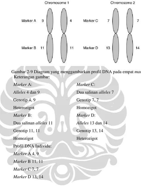 Gambar 2-9 Diagram yang menggambarkan profil DNA pada empat markers [7] 