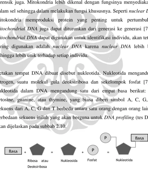 Gambar 2-10 Nukleotida yang merupakan cetakan tempat DNA dan RNA dibuat [7] 