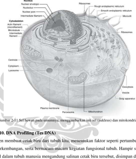 Gambar  2-11  adalah  gambar  sel  hewan  pada  umumnya,  tempat  dimana  terdapat  DNA