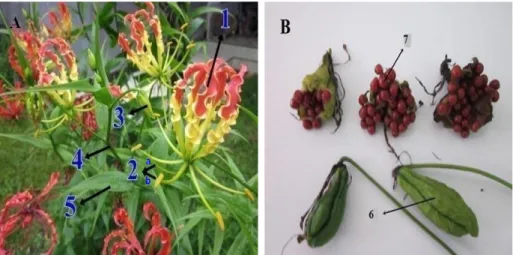 Gambar  3. Morfologi tanaman kembang sungsang (G. Superba L)                                   (Koleksi Pribadi Eti Ernawiati, 2010)