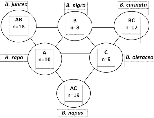 Gambar 1.  Hubungan genom diantara spesies Brassica  sebagaimana                         diusulkan oleh Nagahara U pada tahun 1935 (Rubatzky dan                            Yamaguchi, 1998)