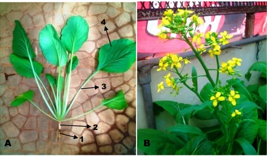 Gambar  2. Morfologi tanaman sawi (Brassica juncea L.)                     (Koleksi Pribadi, 2015)