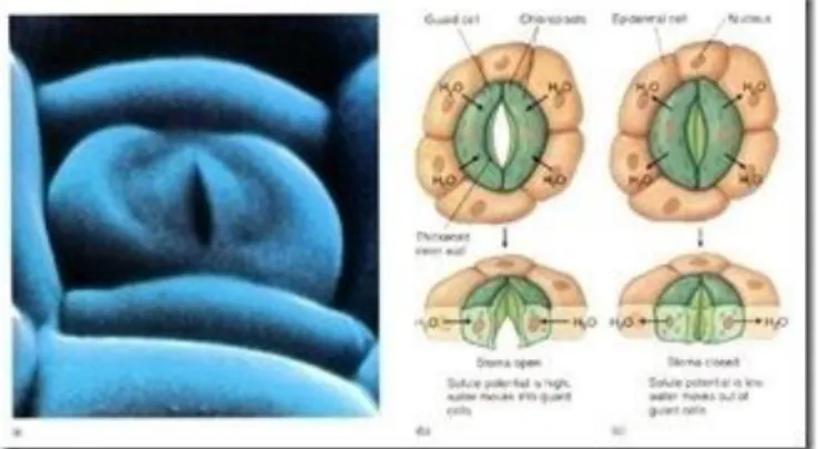 Gambar 4. Stomata Daun (Salisbury, 1995). 