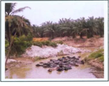 Gambar 2. Kerbau sungai berkubang di perkebunan kelapa sawit