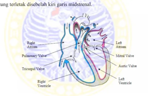 Gambar 2.1 Anatomi Jantung Manusia (Marieb, 1994)