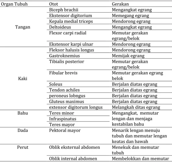 Tabel 1.  Otot yang berperan dalam permainan egrang 