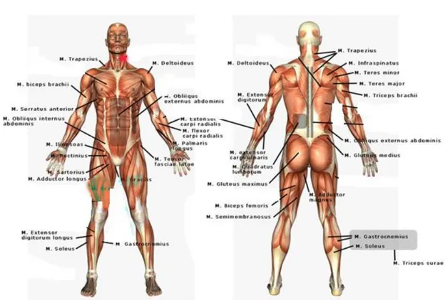 Gambar 2. Peta otot dalam manusia 