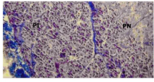 Gambar 6 Sel-sel basofil PI (melanotrop dan kortikotrop) hipofise kambing. PI berbatasan  langsung dengan PN membentuk lobus neurointermedia (Sumber: Charlotte 2002)