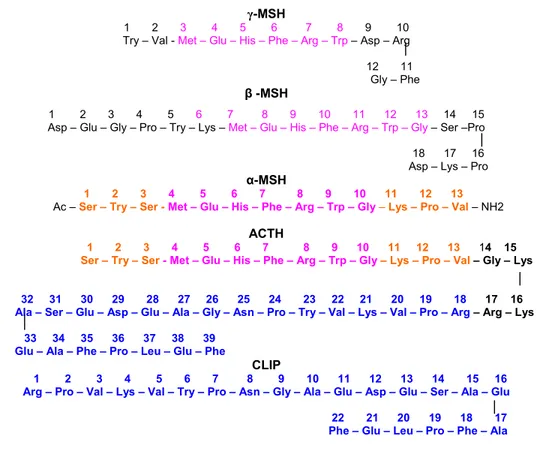 Gambar 8 Susunan rantai asam amino hormon-hormon derivat POMC. γ-MSH, β-MSH,  α-MSH, ACTH dan CLIP