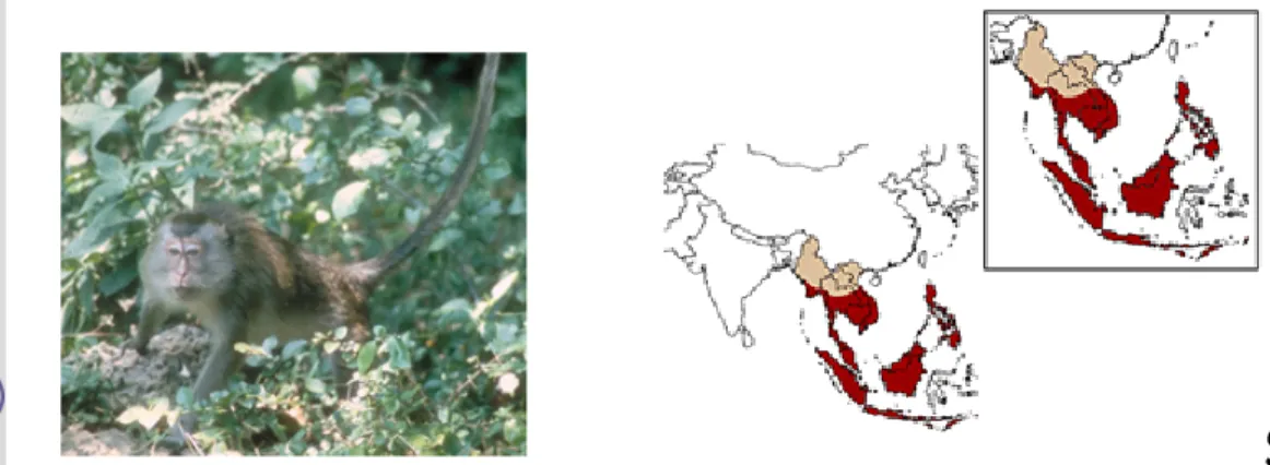 Gambar 1 Monyet ekor panjang (M. fascicularis) dan peta penyebarannya (merah)  (Sumber : Lang 2006)