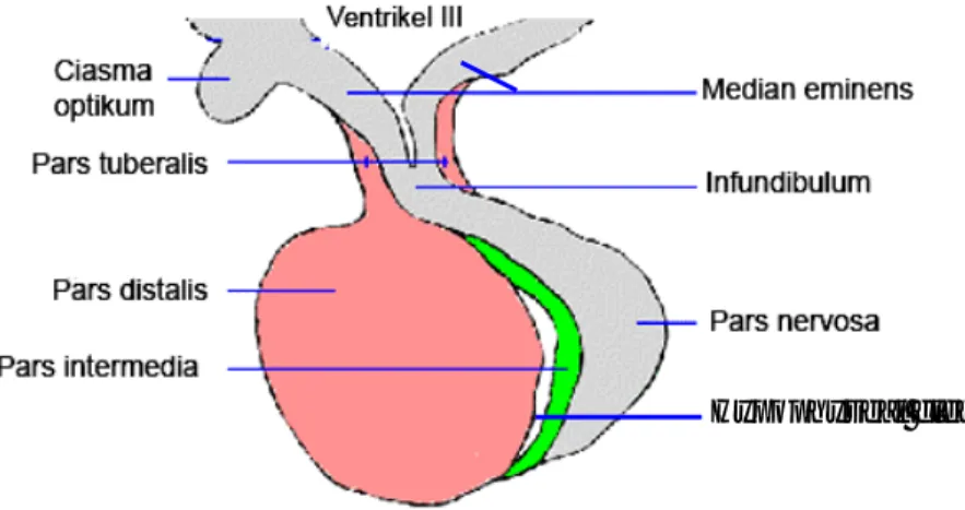 Gambar 3  Hipofise dan bagian-bagiannya. Pars intermedia (warna hijau), berbatasan  langsung dengan pars nervosa, dengan pars distalis dipisahkan oleh hypophyseal cleft  (Sumber: KUL 2000)