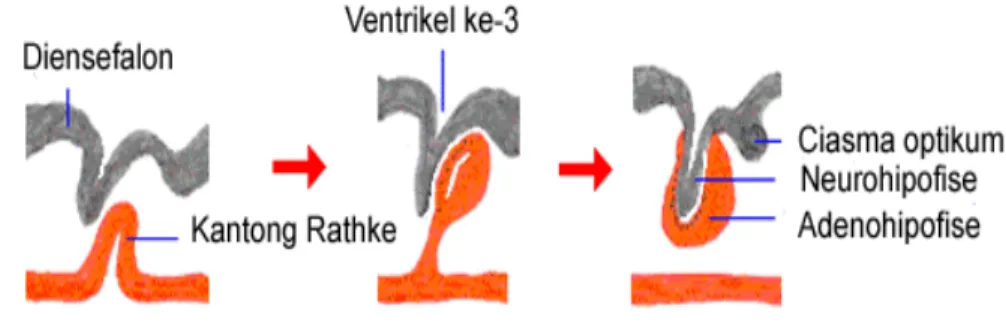 Gambar 4 Tahapan perkembangan hipofise. Hipofise berasal dari dua jaringan  berbeda,  stomodeum (merah) dan diensefalon (abu-abu) (Sumber: Bowen 2006)