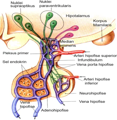 Gambar 5 Sistem vaskularisasi hipofise. Sistem portal hipofise (biru) mengalirkan darah  dari hipotalamus dan menyalurkan hasil sintesis hormon-hormon adenohipofise  melalui  vena hipofise ke organ  target (Sumber: Martini 2006) 