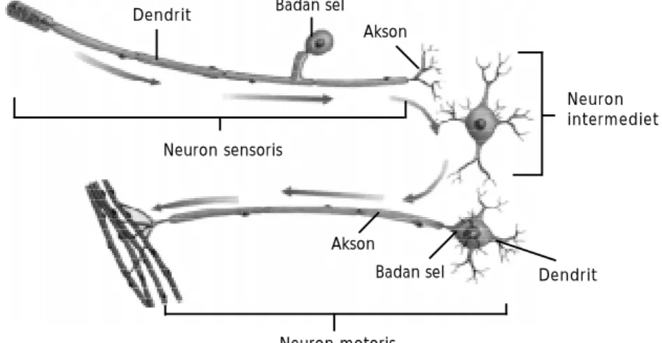Gambar 8.2 Struktur neuronSel SchwannNodus RanvierArah impulsSelubung mielinAksonDendrit