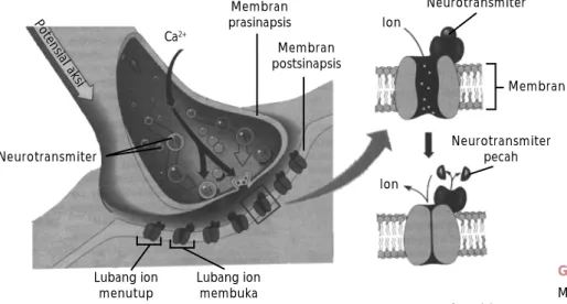 Gambar 8.6 Mekanisme pelepasan neurotransmiter oleh sinapsis.