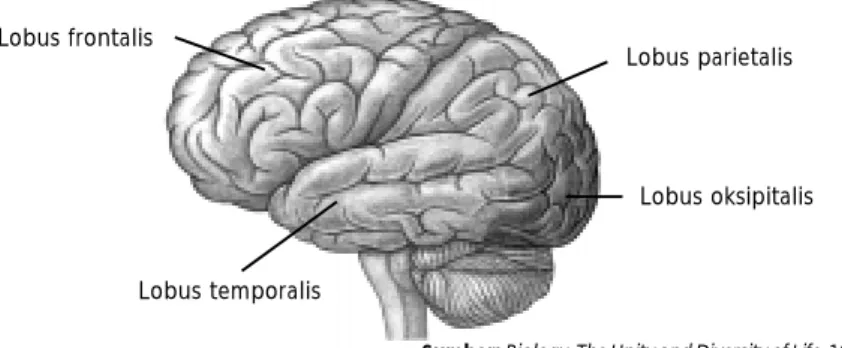 Gambar 8.11 Di cerebrum terdapat empat bagian yang memiliki fungsi berbeda-beda.