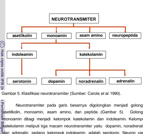 Gambar 5. Klasifikasi neurotransmiter (Sumber: Carola et al. 1990). 
