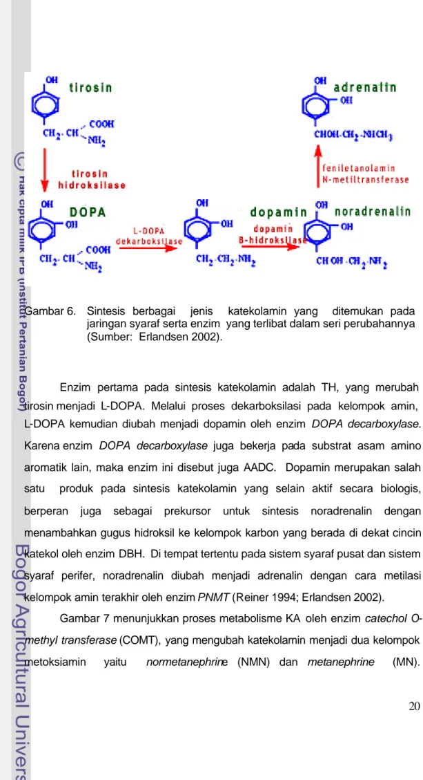 Gambar 7 menunjukkan proses metabolisme KA  oleh enzim catechol O- O-methyl transferase (COMT), yang mengubah katekolamin menjadi dua kelompok    metoksiamin    yaitu    normetanephrine (NMN) dan  metanephrine   (MN)