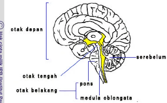 Gambar 1. Potongan di  bidang median otak manusia (Sumber:  Porter 2006).  