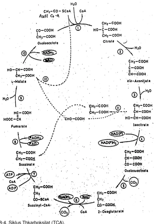 Gambar 8-4. Siklus Thkarboksilat (TCA).