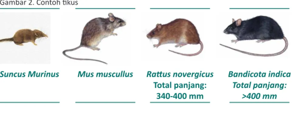 Gambar 2. Contoh tikus