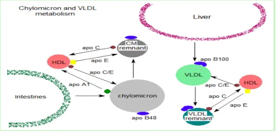Gambar 2.3. Metabolisme kilomikron dan VLDL (Sumber : Lehninger’s  Principles of Biochemistry