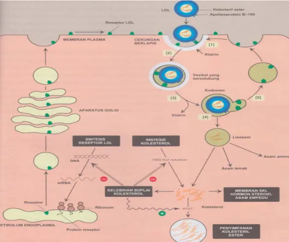 Gambar 2.4. Pengambilan ulang dan degradasi LDL dalam sel (Sumber :  Lippincott’s Illustrated Reviews Biokimia