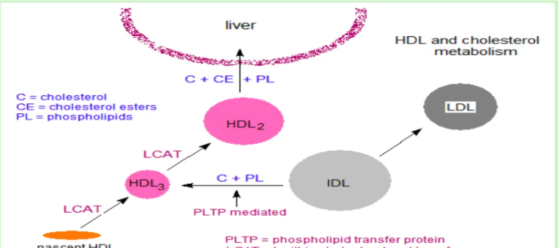 Gambar 2.5. Metabolisme HDL dan kolesterol (Sumber : Lehninger’s  Principles of Biochemistry