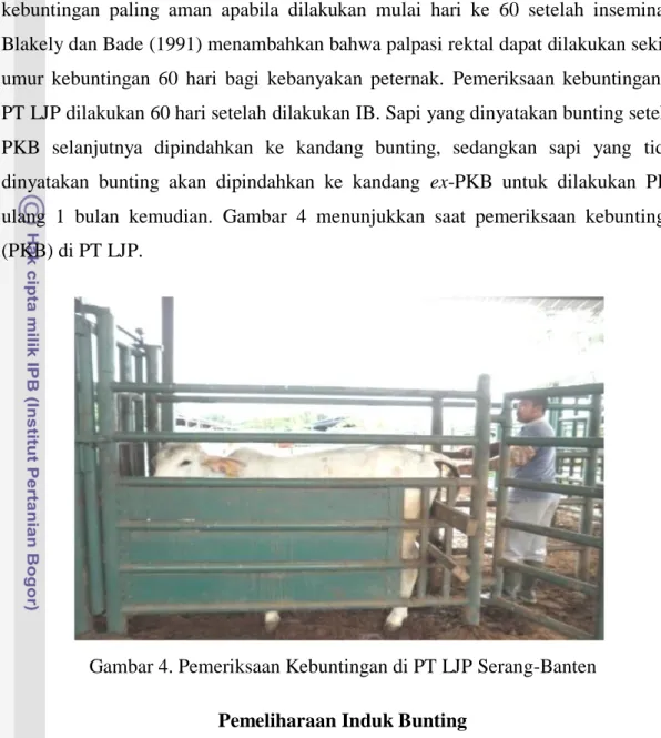 Gambar 4. Pemeriksaan Kebuntingan di PT LJP Serang-Banten  Pemeliharaan Induk Bunting 