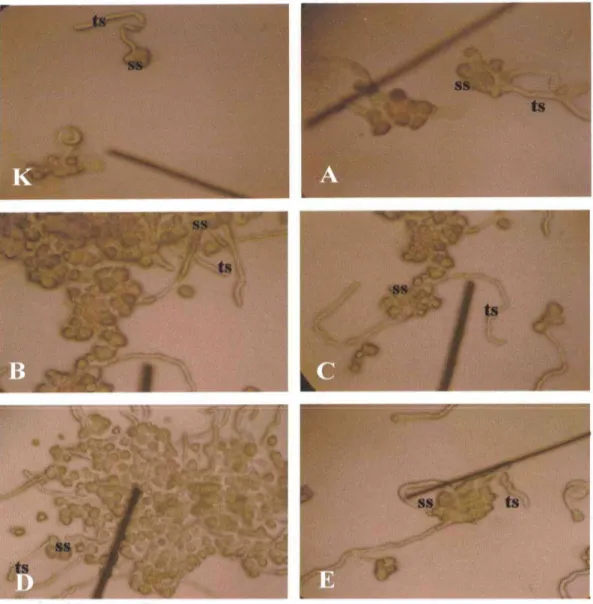 Gambar 2. Perkecambahan polen cabai merah keriting (Capsicum annum L.) Perbesaran 16x10 