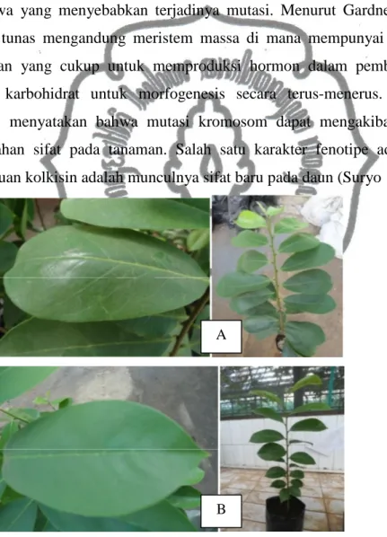 Gambar  3.  Perbedaan  daun  tanaman  pada  kolkisin  0,1%  lebih  tebal  (A)  dibandingkan dengan tanaman kontrol (B)