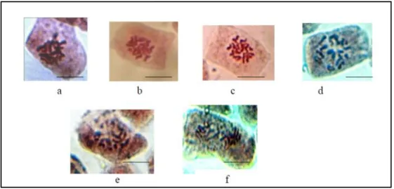 Gambar 1. Prometafase pada perlakuan dan control 