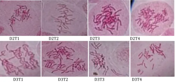 Gambar 1. Hasil Pengamatan kromosom bawang putih lokal kultivar Doulu  di mikroskop  pada perbesaran  1000x 