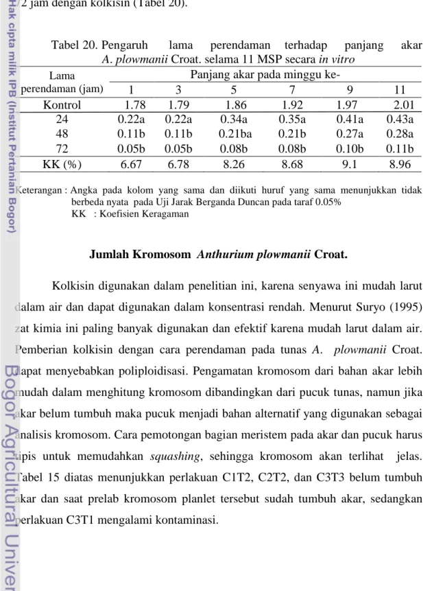 Tabel 20. Pengaruh      lama     perendaman    terhadap     panjang     akar  A. plowmanii Croat