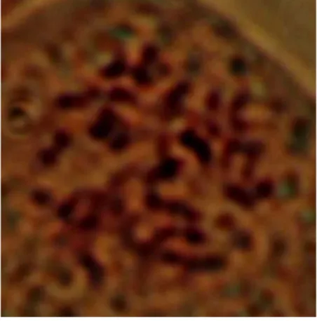 Gambar 8. Kromosom dari planlet kontrol   