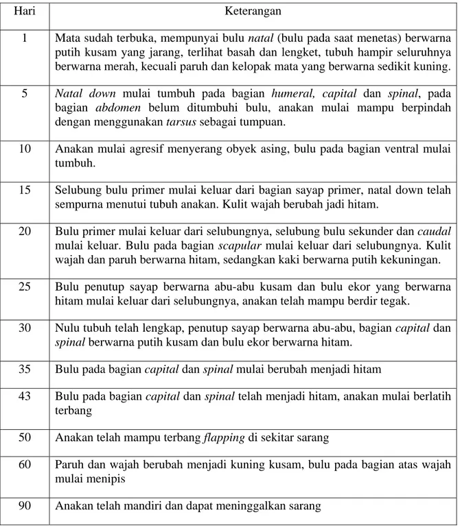 Tabel 1. Deskripsi pertumbuhan anakan Bangau Bluwok di Suaka Margasatwa Pulau Rambut 