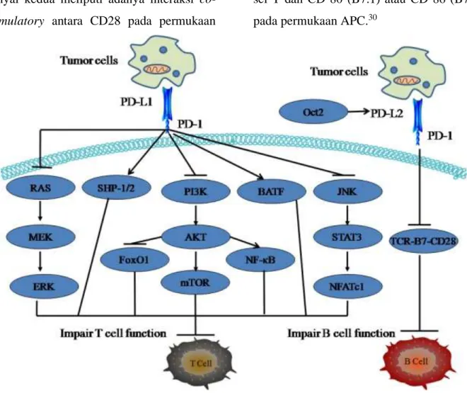 Gambar 1. Peran Jalur PD-1/PD-L1 dalam Respon Imun Sel. Kontrol transkripsi dan  pascatranskripsi PD-L1 pada kanker dimana regulasi PD-L1 itu sangat rumit dan berbeda setiap  tingkatannya