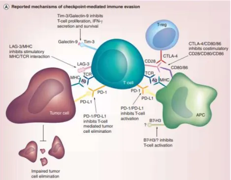 Gambar 3. Terapi Blockade Checkpoint. Target Checkpoint inhibitors seperti PD-1, PD-L1 dan  CTLA4 menunjukkan hasil menjanjikan dalam mencapai respon baik terhadap pasien kanker   metastasis sistemik
