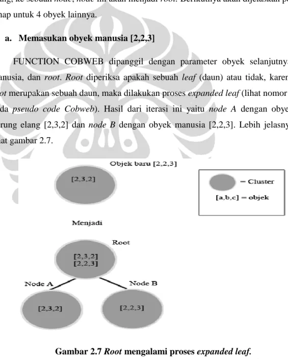Gambar 2.7 Root mengalami proses expanded leaf. 