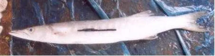 Gambar 3.  Ikan Alu-alu (Sphyraena barracuda, Walbaum 1792)                                 (Sumber: Kamal 2005) 