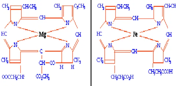 Gambar  4  Struktur klorofil dan hemoglobin   (www.chem-is-try.org). 