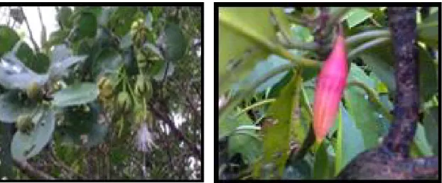 Figure 1. Mangrove leaf of S. alba (A) and B. gymnnorrhiza (B) used for anti-bacterial and anti-WSSV activity on black tiger shrimp